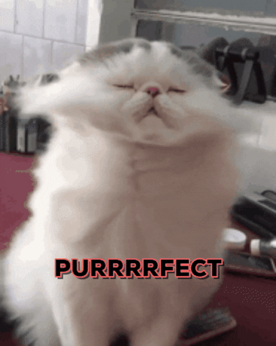 GIF chat recevant de l'air