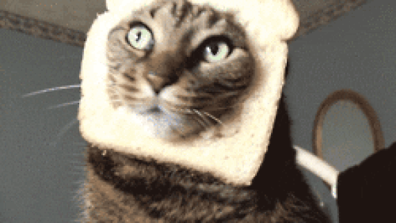 GIF chat avec la tête dans une tartine