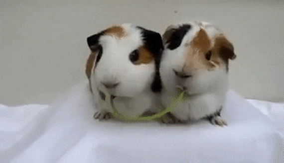 GIF hamsters