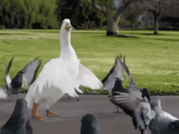 Gif célébration oiseaux