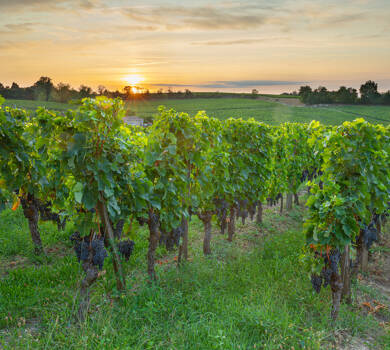 Visuel vignoble